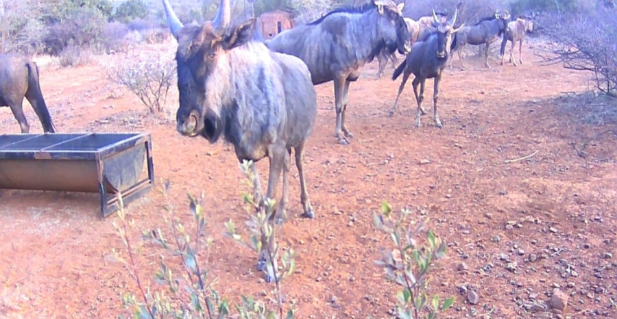 17 Bedroom Property for Sale in Koster North West